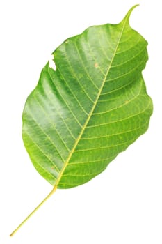 Tree leaf isolated on white on white background