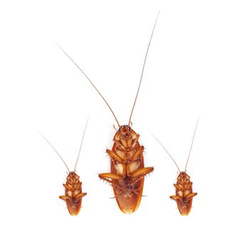 Cockroach isolated on a white background