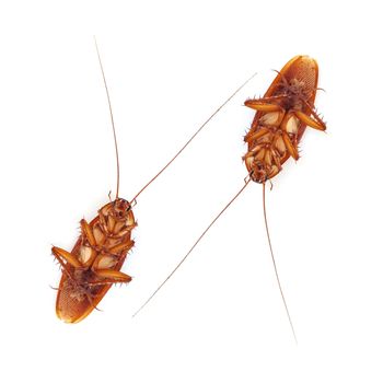 Cockroach isolated on a white background