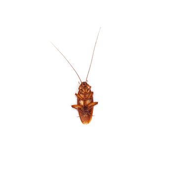 Cockroach isolated on a white background