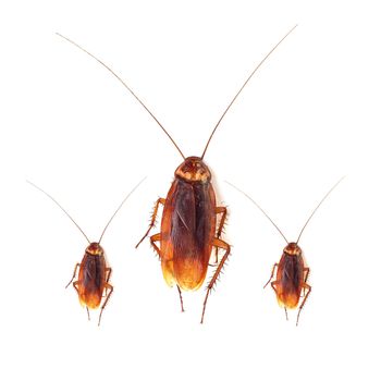 Cockroach isolated on a white background