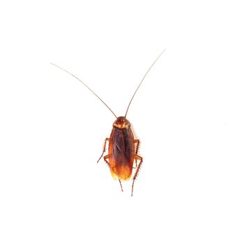 Cockroach isolated on a white background