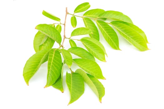 Tree leaves isolated on white background