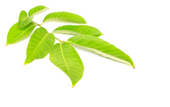 Tree leaves isolated on white background