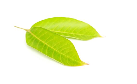 Tree leaves isolated on white background