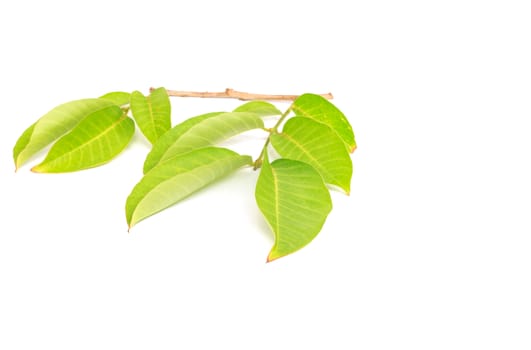 Tree leaves isolated on white background