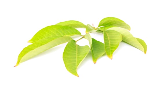 Tree leaves isolated on white background