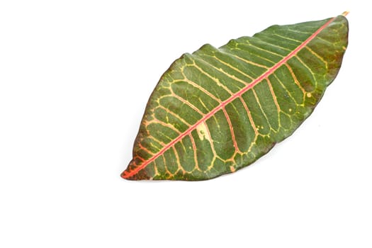 Tree leaves isolated on white background