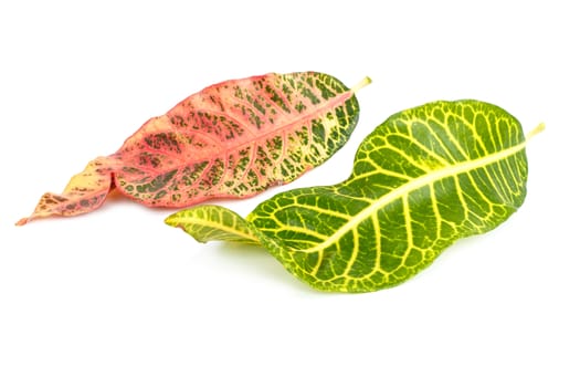 Tree leaves isolated on white background