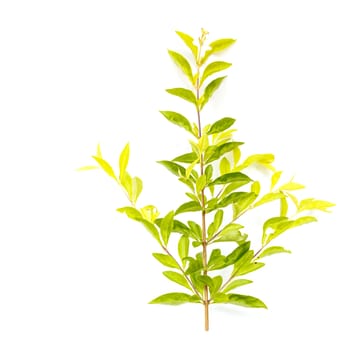 Green leaf(Duranta repens L.) isolate on white background