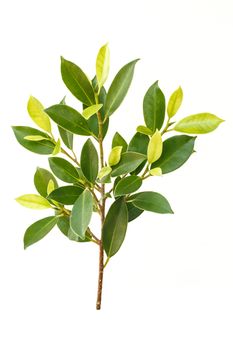 Tree leaves isolated on white background