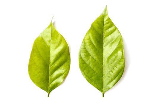 Tree leaves isolated on white background