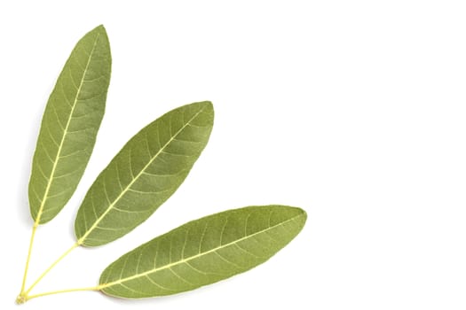 Tree leaves isolated on white background