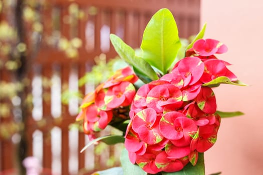 Close up pink Euphorbia Milii