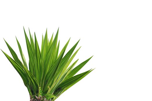 Agave plant isolated on white background