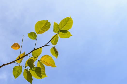 Tree leaves on blue sky background