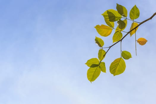 Tree leaves on blue sky background