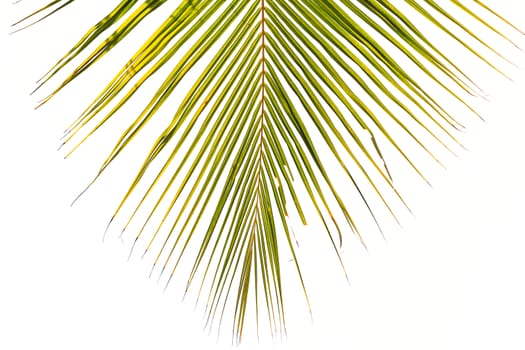 Coconut leaf on blue sky background