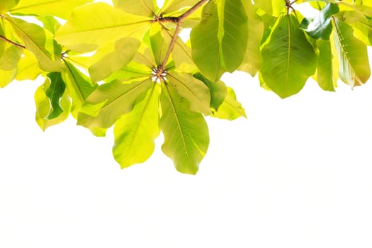 Tree leaves isolated on white background