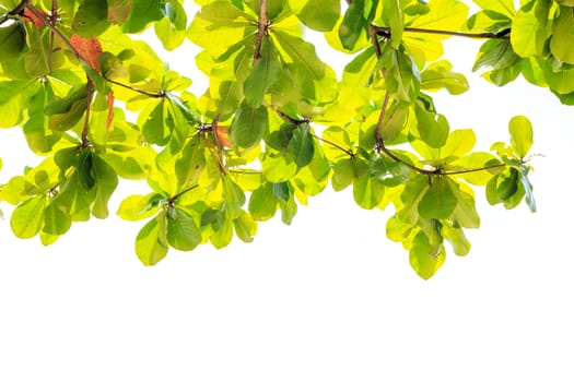 Tree leaves isolated on white background