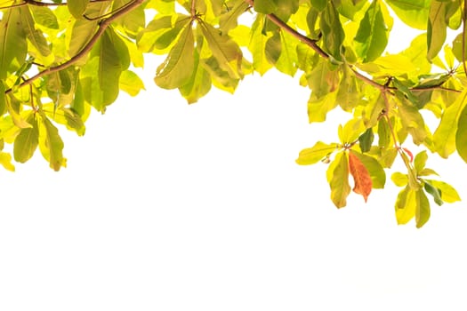 Tree leaves isolated on white background