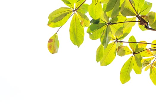 Tree leaves isolated on white background