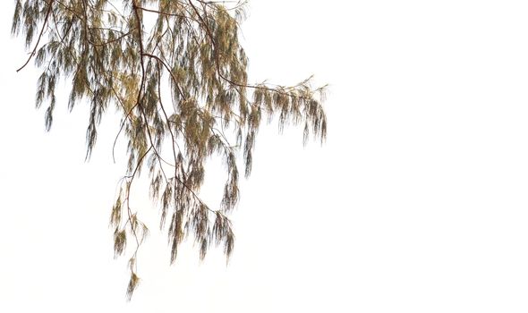 Tree leaves isolated on white background