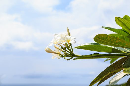 Frangipani in a tropical garden