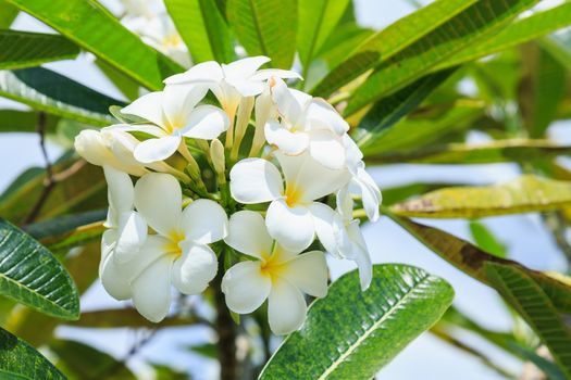 Frangipani in a tropical garden