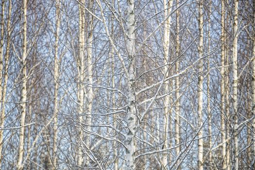 Full Frame of winter Birch Trees