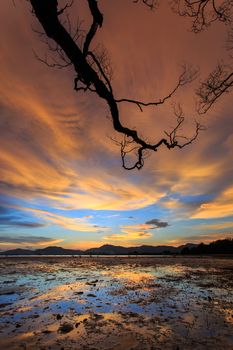 Silhouettes of tree branch at sunset beach in Phuket, Thailand