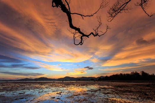 Silhouettes of tree branch at sunset beach in Phuket, Thailand