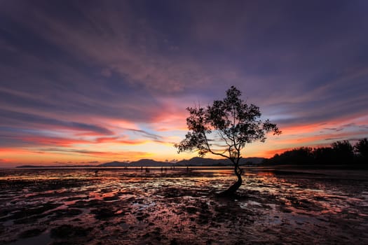 Silhouettes of tree branch at sunset beach in Phuket, Thailand