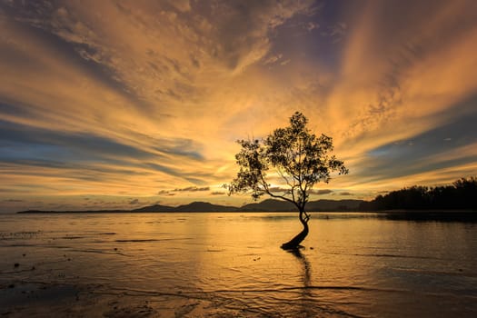 Silhouettes of tree at sunset beach in Phuket, Thailand
