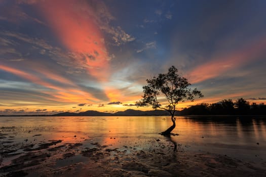 Silhouettes of tree at sunset beach in Phuket, Thailand