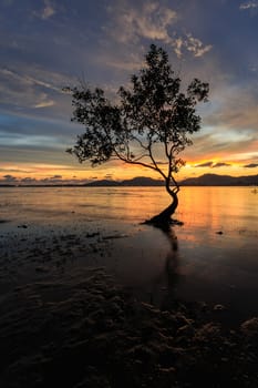 Silhouettes of tree at sunset beach in Phuket, Thailand