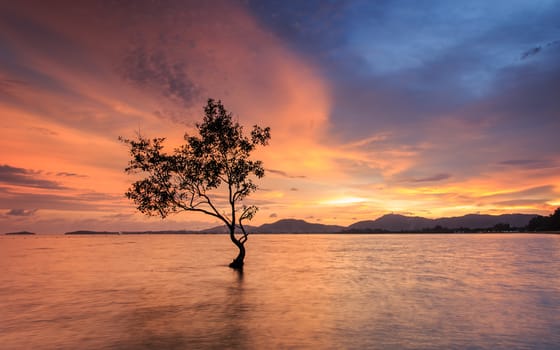 Silhouette of tree at the sea in sutset time