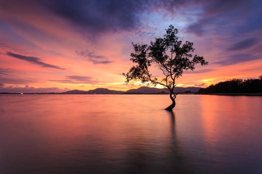 Silhouette of tree at the sea in sutset time