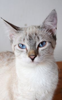 cute kitten with blue eyes