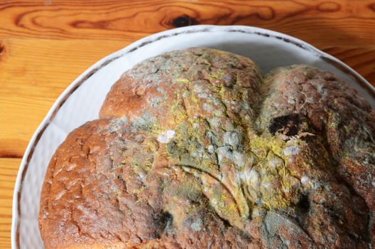 moldy bread