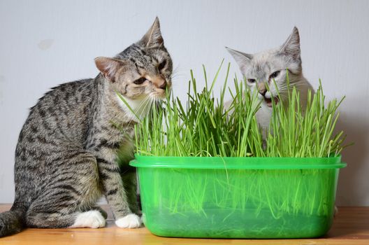 kittens and grass