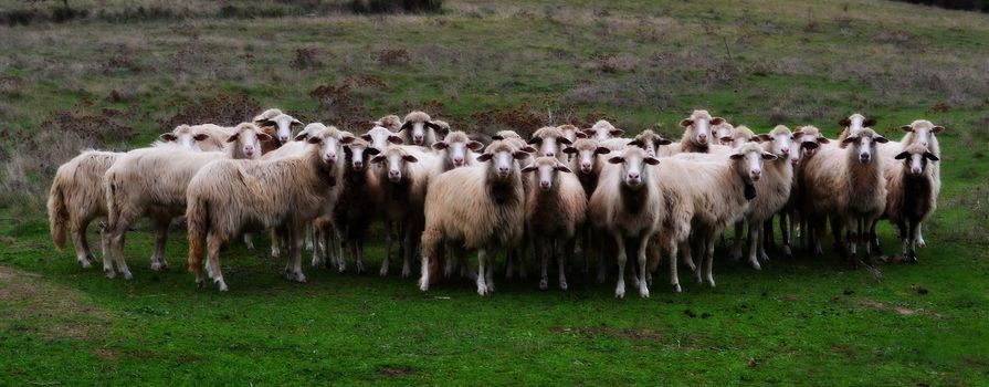 Compact flock of sheep posing for camera shot