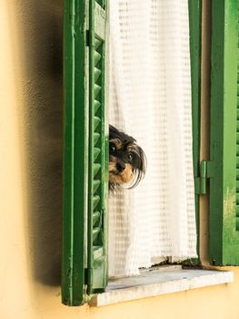 cute dog looking out from window's door