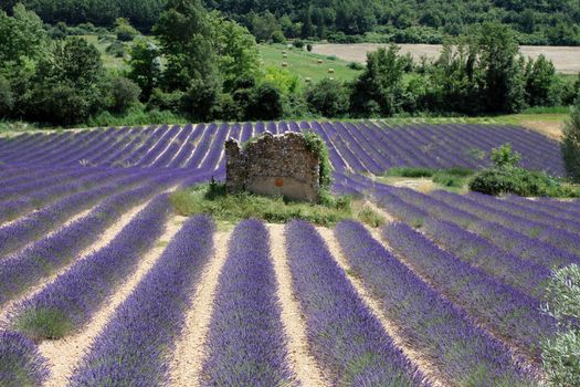 Fields of lavender with a collapsed ruin in the center