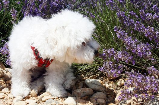White Bichon Frise odouring flowers of lavender