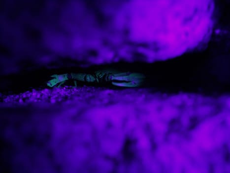 A scorpion is ready to attack between granite rocks under uv light