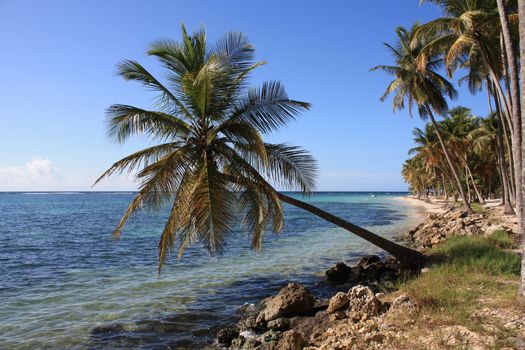 Gorgeous palm tree along Marie Galante coastal