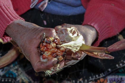 South American countryman seems to offer some coloured corn