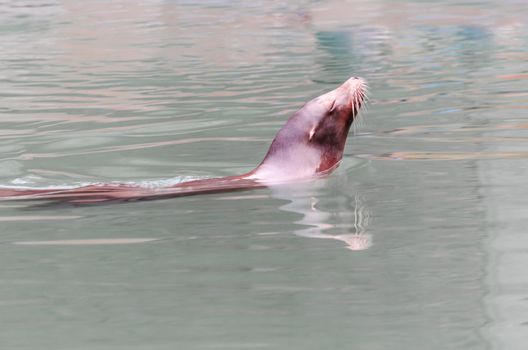 Seals are aquatic large mammals. In professional circles water predators or pinniped called.