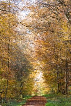 Pathway through the autumn forest in beautiful light